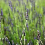Lavendar plant