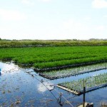 Marine Agrifuture Farm