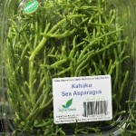 Sea Asparagus