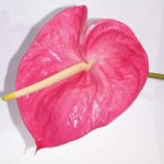 Marian Seefurth Anthurium