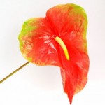 Red Obake Anthurium