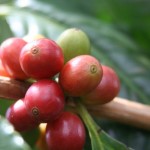 Coffee berries