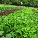 Nalo Farms farm