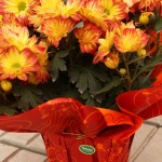 Potted mums