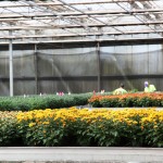 Greenhouse