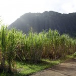Sugar cane farm