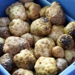 Noni fruit
