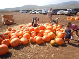 Aloun-pumpkin patch