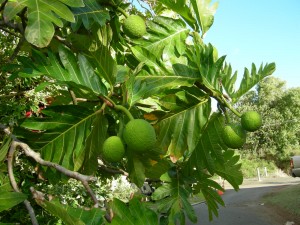 DSCN04580423