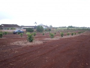 DSCN5101