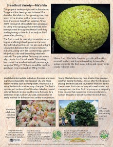 Breadfruit-variety-Maafala-card