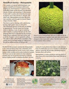 Breadfruit-variety-Meinpadahk-card