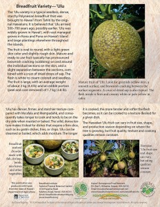 Breadfruit-variety-Ulu-card