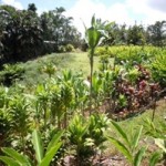  Tropical Flowers Express garden
