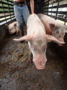 Pigs