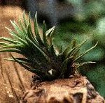 pq_bromeliad
