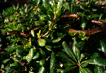 Brown tree snake inspection