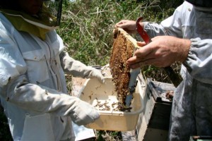 Bees - Clare & Kona Beekeeper 4-07
