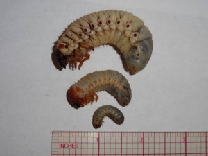 CRB Larval Instars