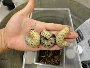Larva 2
