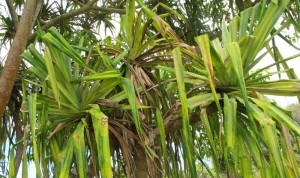 A badly infested hala tree with yellow, twisted, and stunted leaves. 