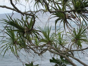 An infested hala tree, bare and dying.