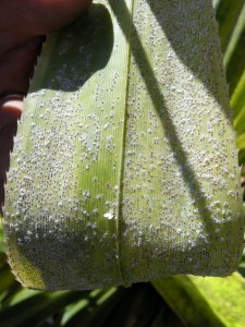 Magnified photo of mature female scales with waxy white fringe.