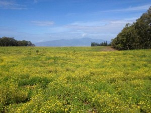 Fireweed on Haleakala Ranch - 3-21-13