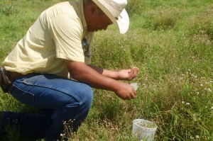 Rancher releasing biocontrol