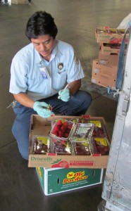 CAP-Nathanstrawberries