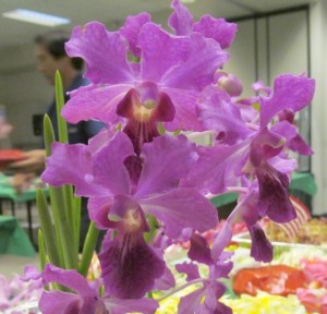 PrinceRubyVanda