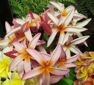 spikyplumeria