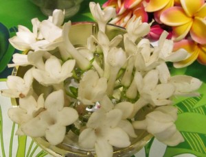 stephanotis