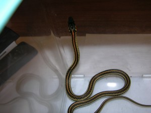 snake 