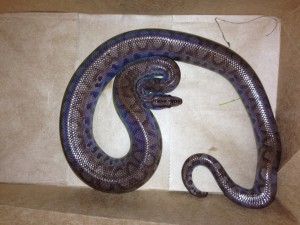 Chinatown Boa3