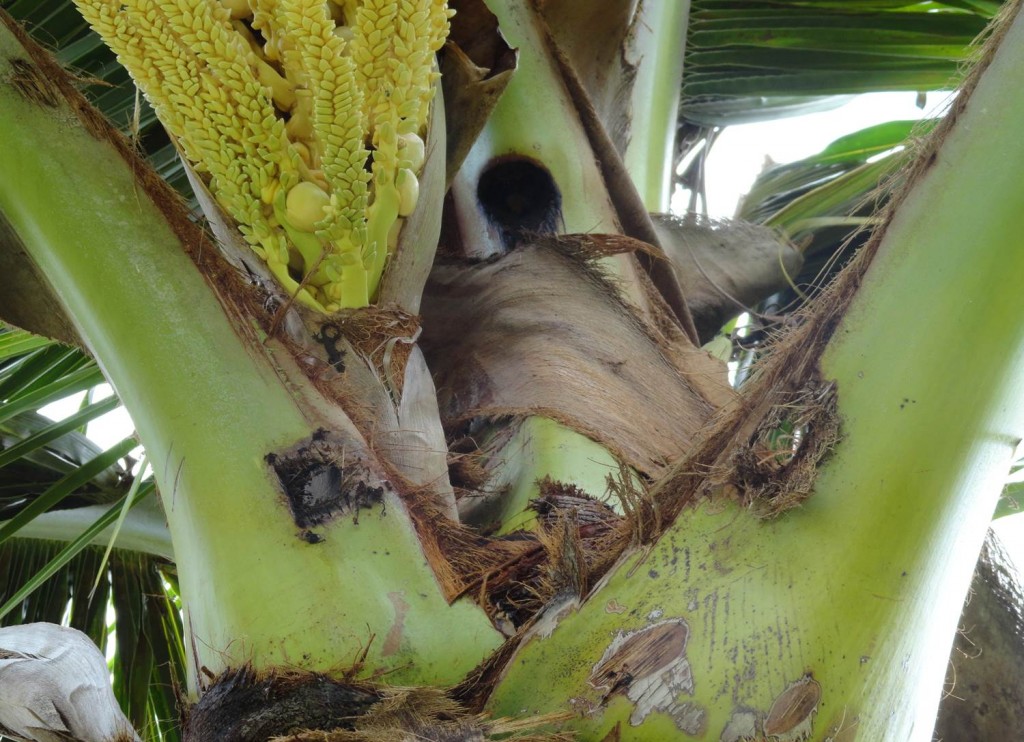 CRB boring damage to palm tree