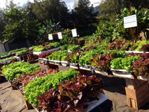 red leaf-green lettuce ctahr