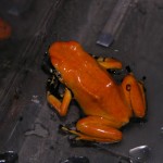 D. galactonotus-r
