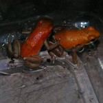 D. granuliferus-r