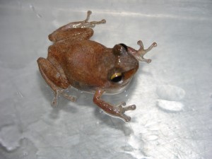 Coqui1