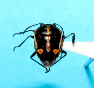 Bagrada bug - adult