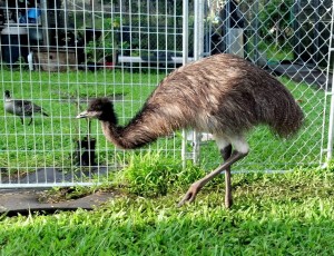 Emu