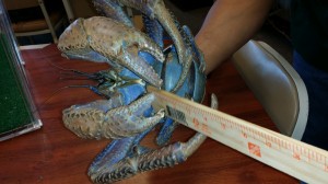 coconut crab 1