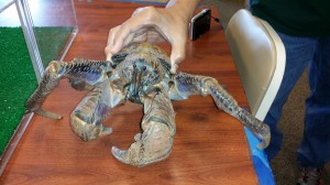 coconut crab 2