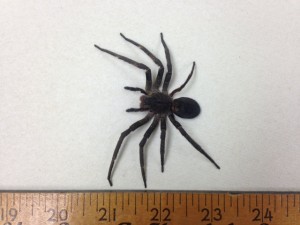 brazilianwanderingspider1
