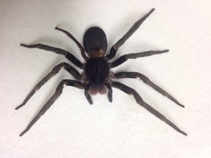 brazilianwanderingspider2