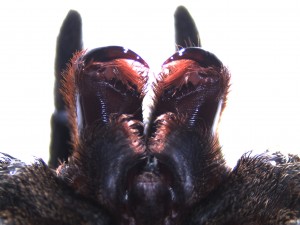 brazilianwanderingspider4