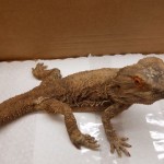 BeardedDragonWaianae1r