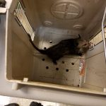Opossum 6-3-16