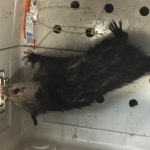 Opossum2 6-3-16